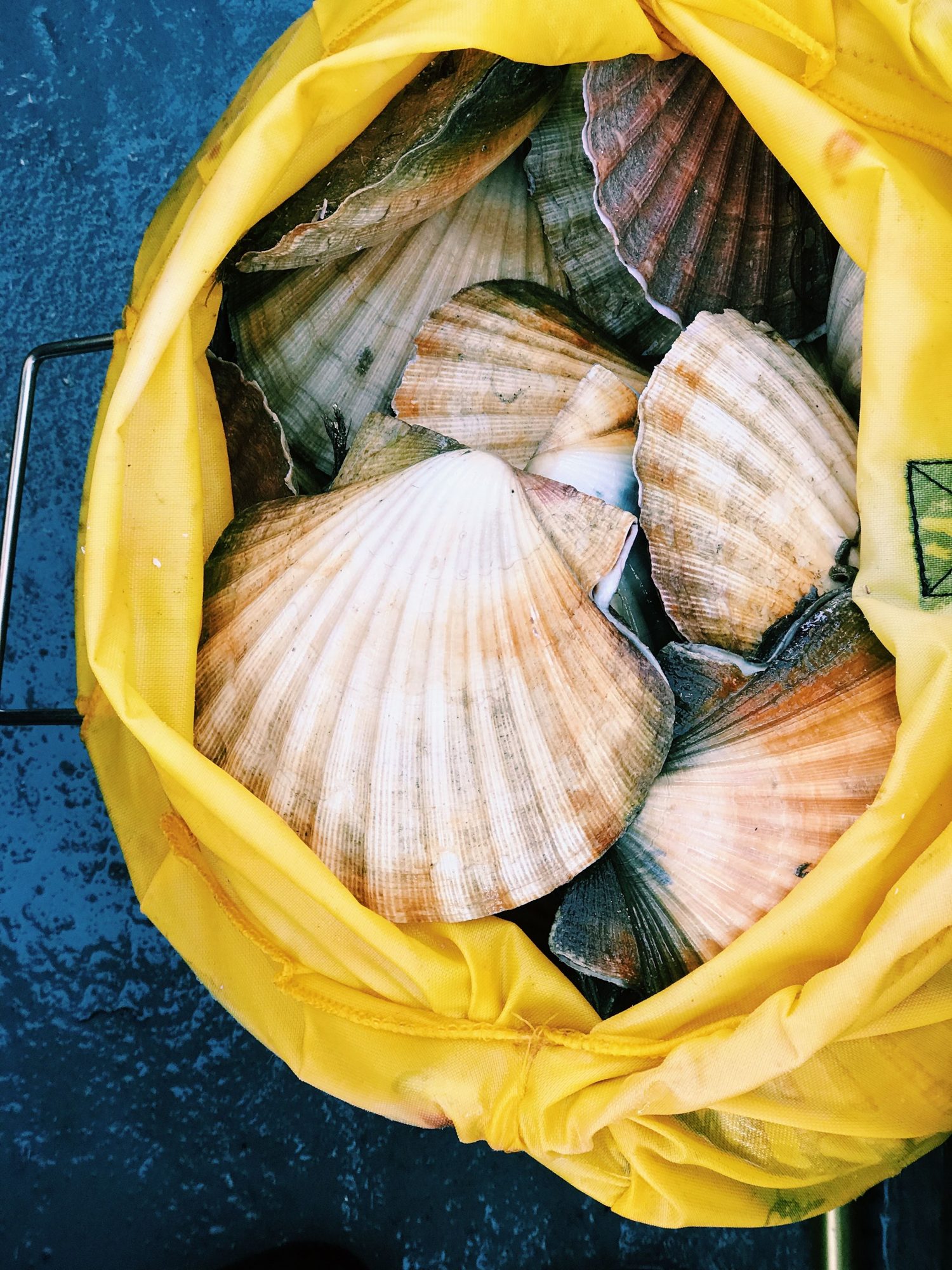 Shelling Adventures